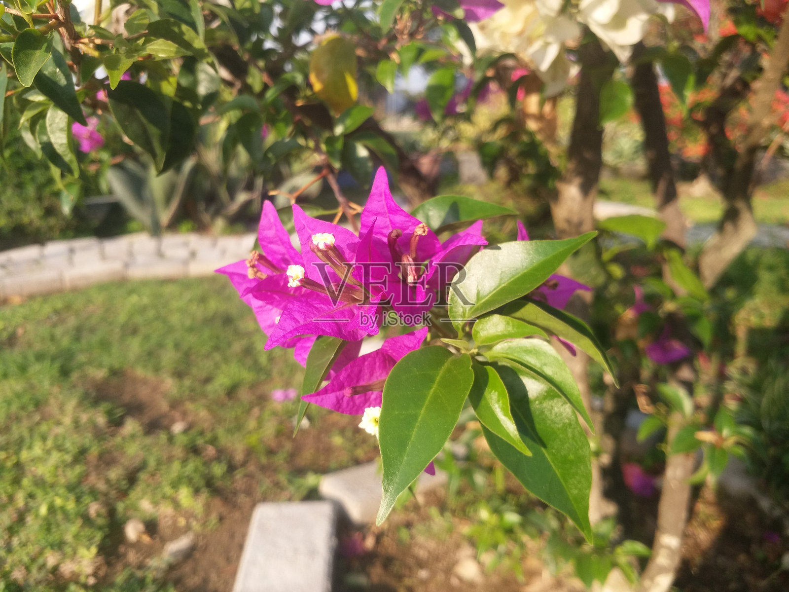 紫 bougainvillea 花在花园中盛开照片摄影图片