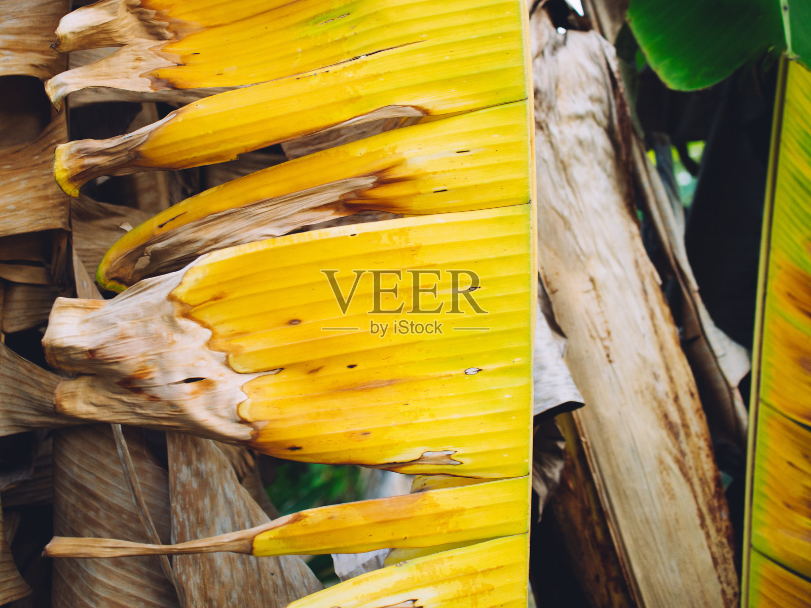 香蕉叶照片摄影图片