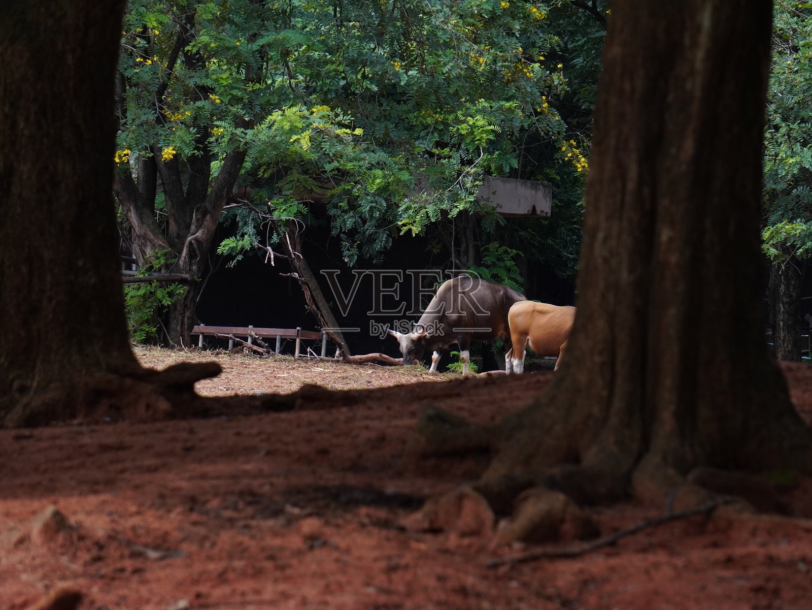 圈养的班腾牛群在进食照片摄影图片