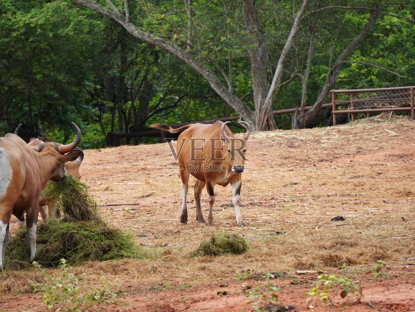 圈养的班腾牛群在进食照片摄影图片