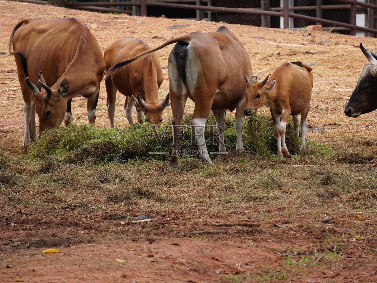 圈养的班腾牛群在进食照片摄影图片