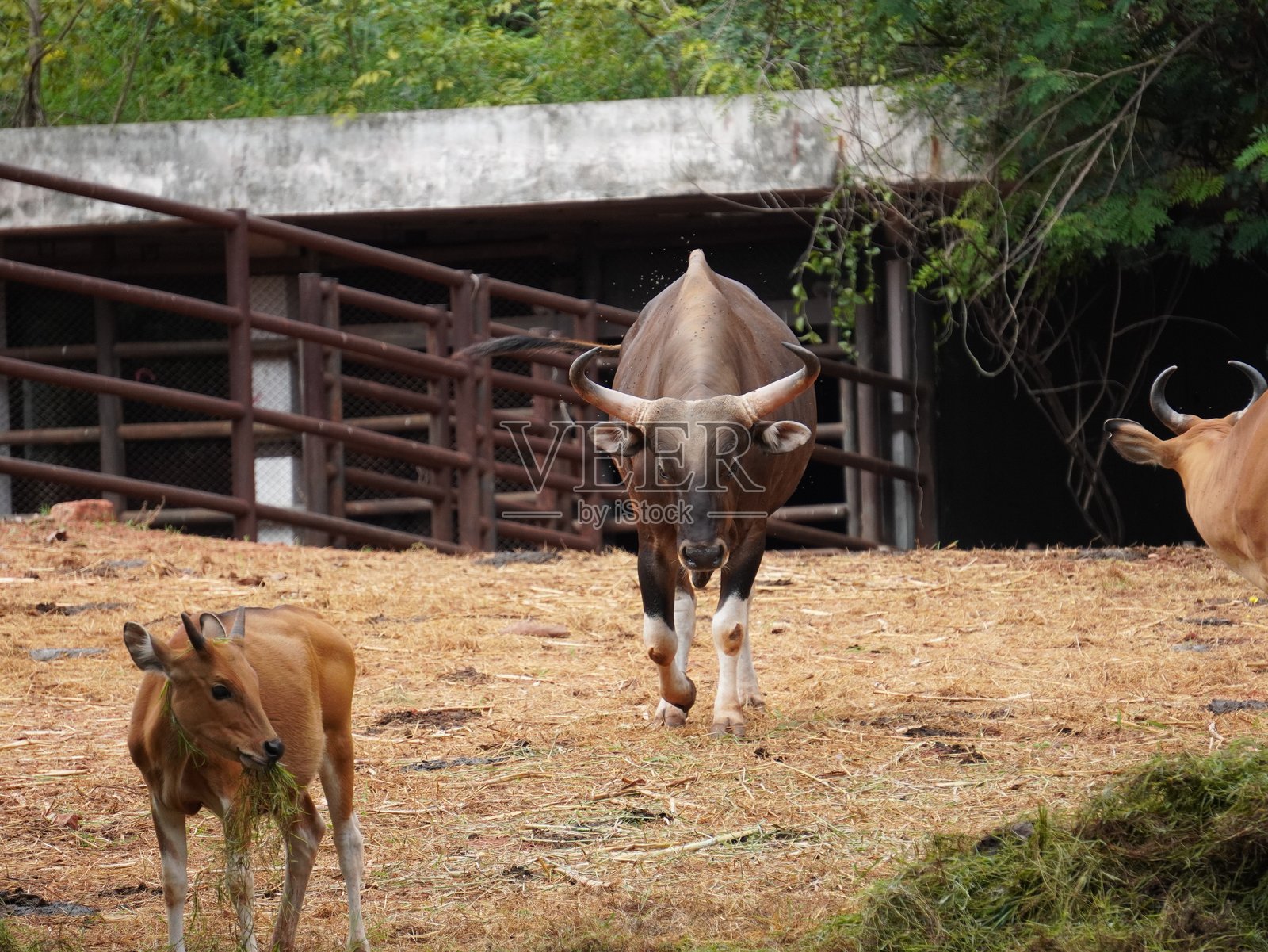 圈养的班腾牛群在进食照片摄影图片