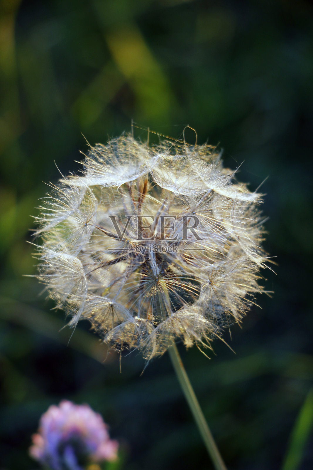 蒲公英种子头照片摄影图片
