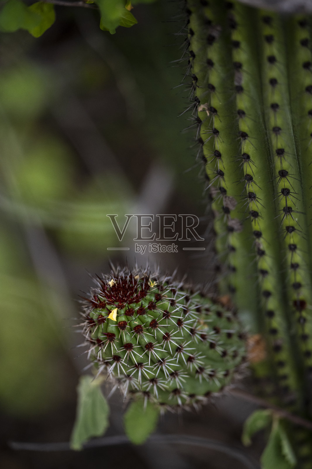 巴哈沙漠的巨型仙人掌照片摄影图片