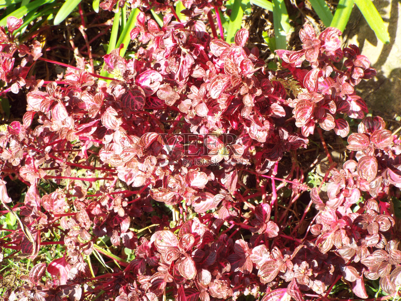 花朵、树木、湖泊、户外、森林、田野、树叶和各种自然景观照片摄影图片