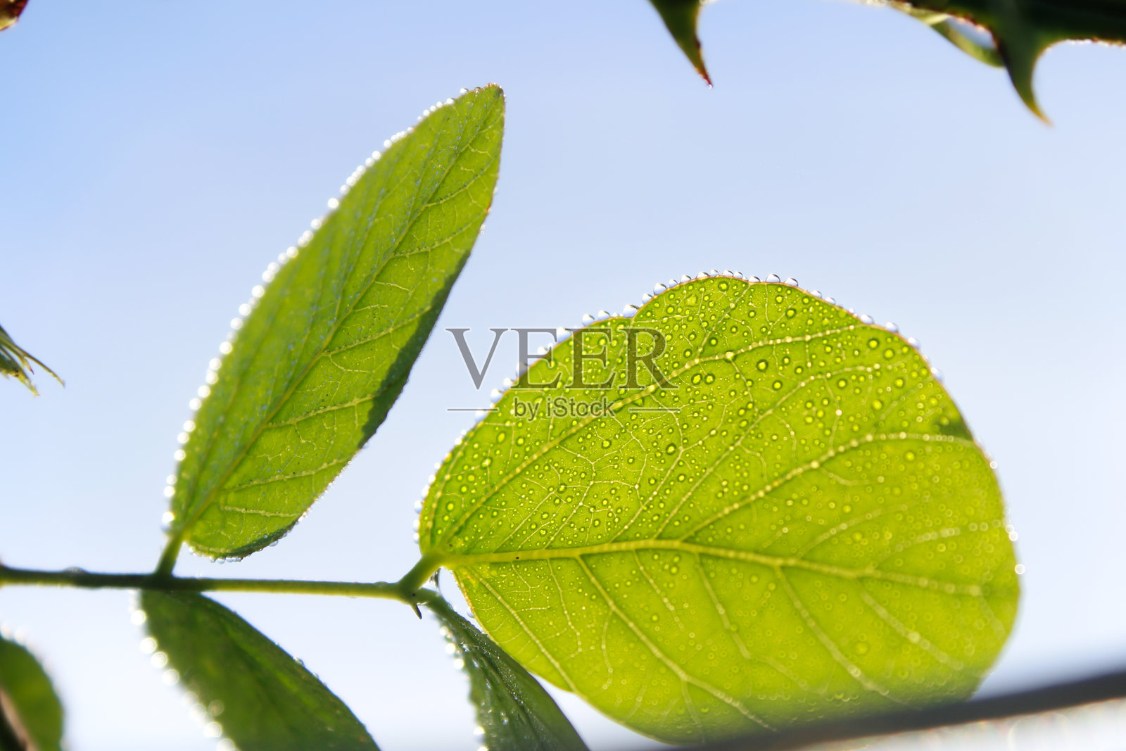 露水叶子。照片摄影图片