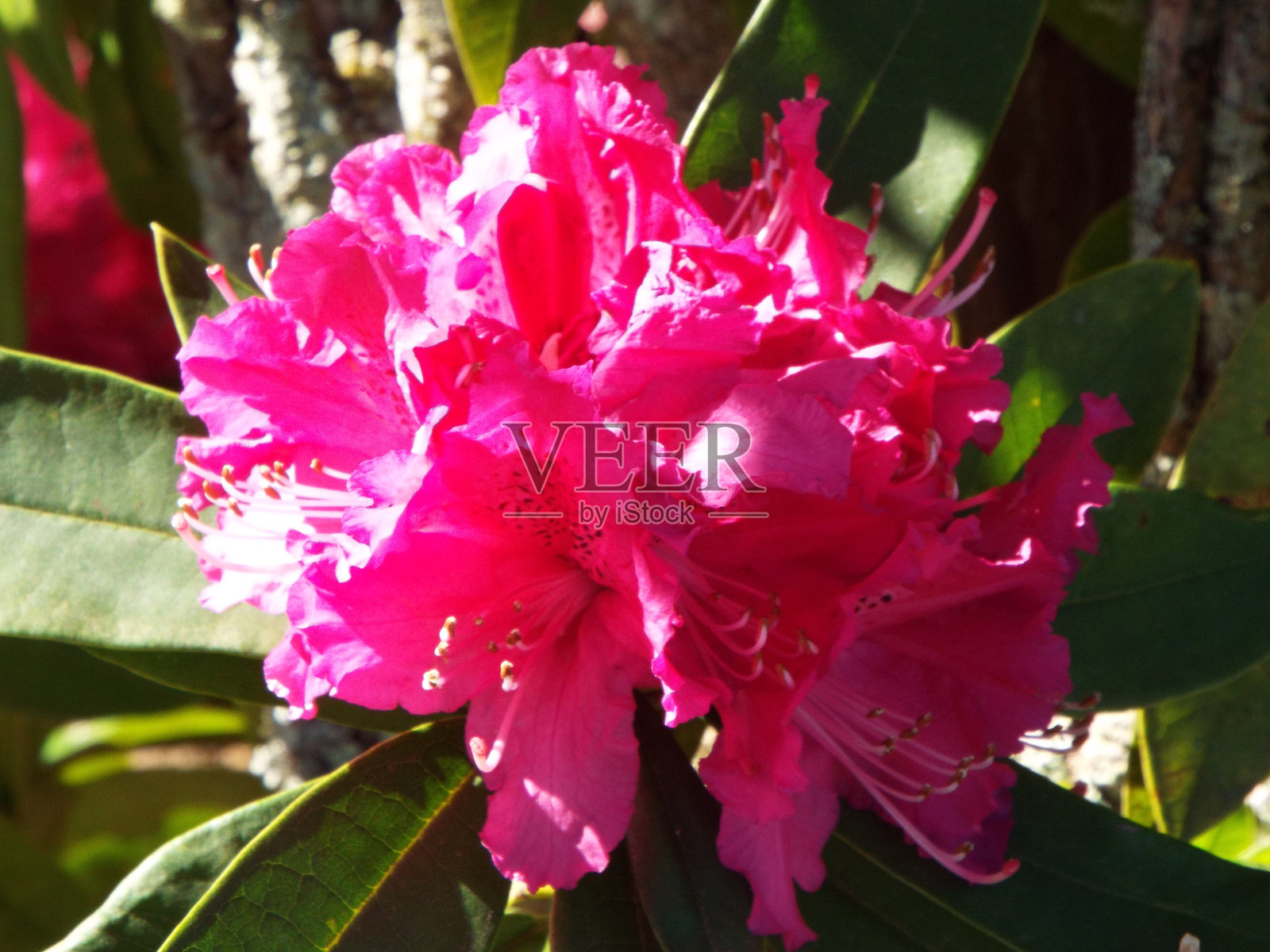 花朵、树木、湖泊、户外、森林、田野、树叶和各种自然景观照片摄影图片