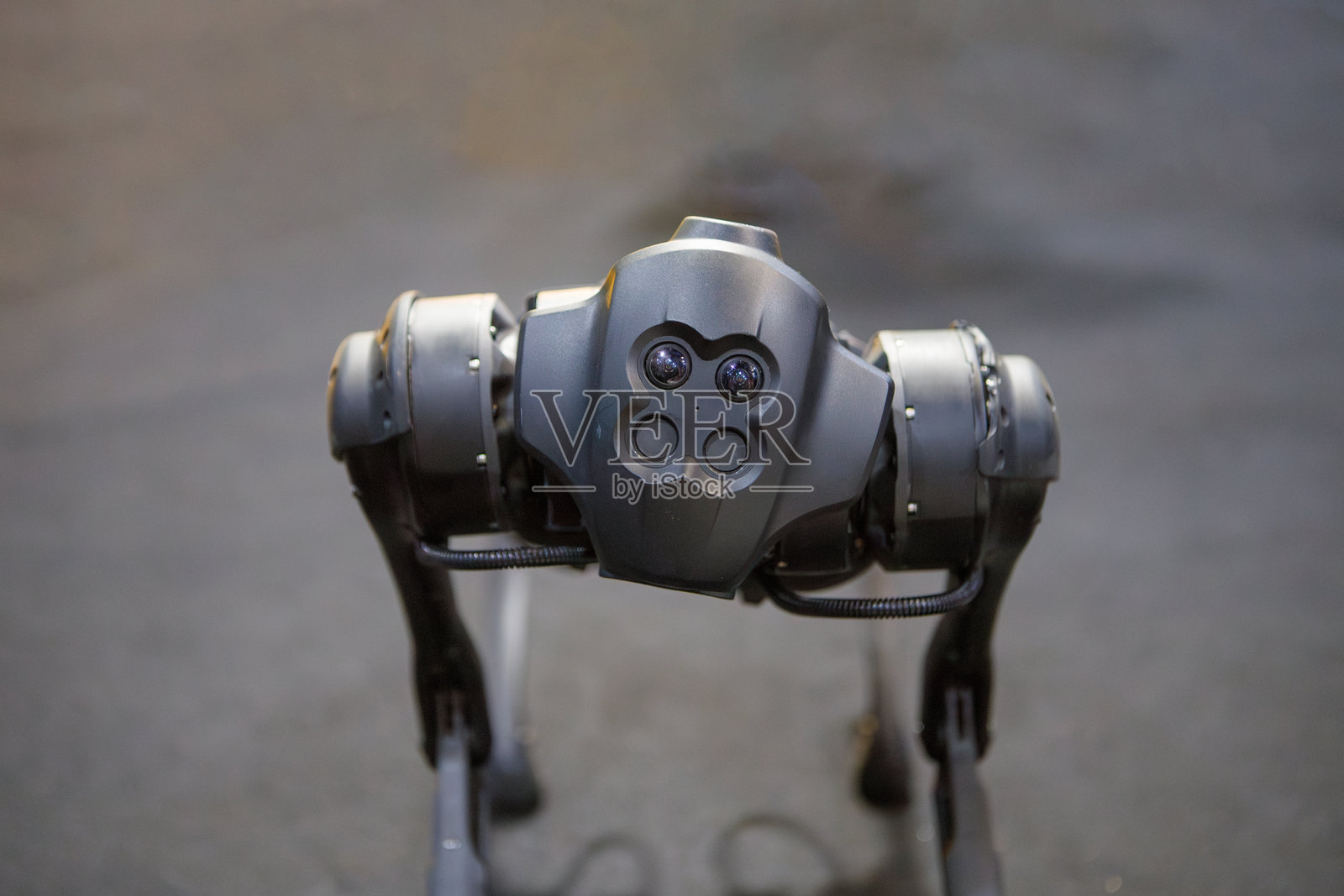 里约热内卢的遥控狗形机器人。照片摄影图片