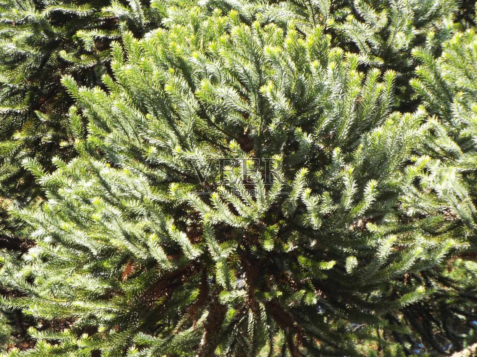 花朵、树木和多样的自然照片摄影图片