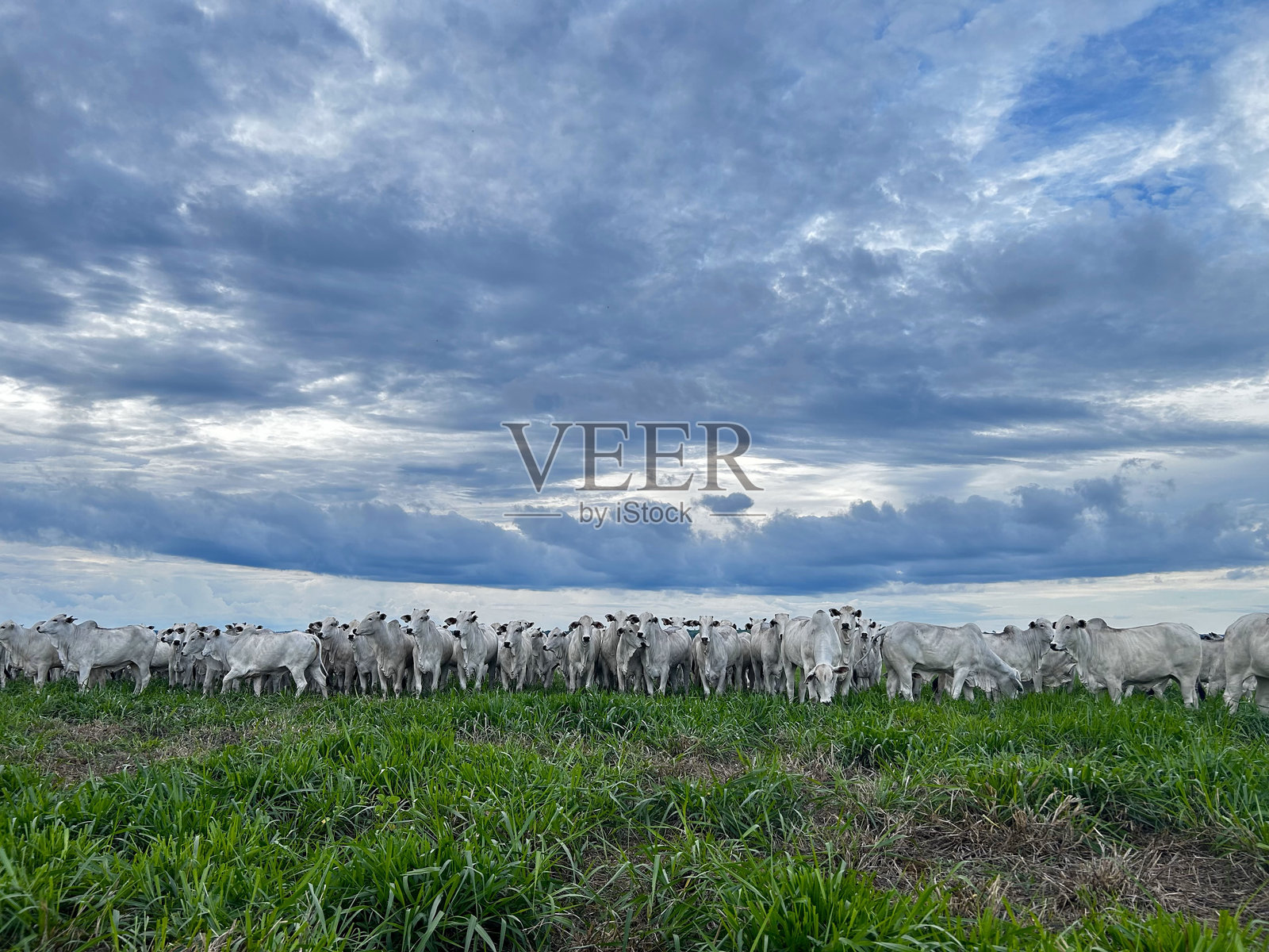 在高强度草地系统项目上的一群内罗尔牛。畜牧场照片摄影图片