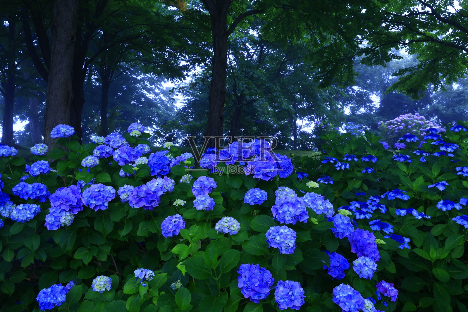 森林中盛开的绣球花照片摄影图片