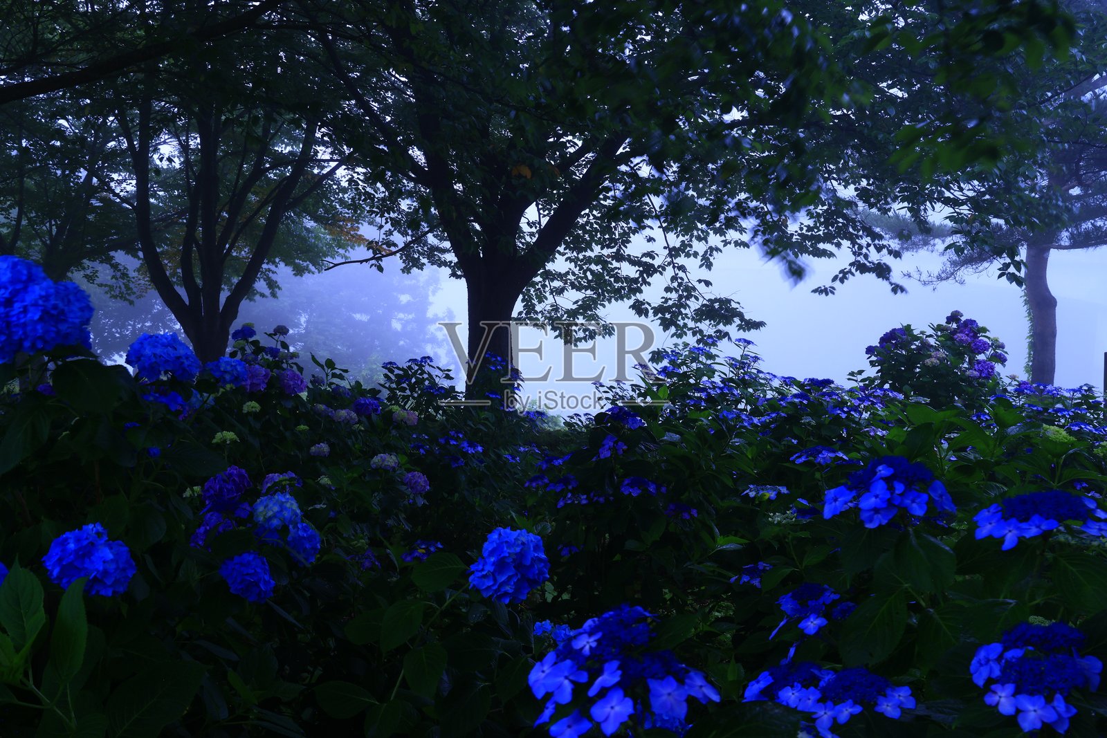 森林中盛开的绣球花照片摄影图片