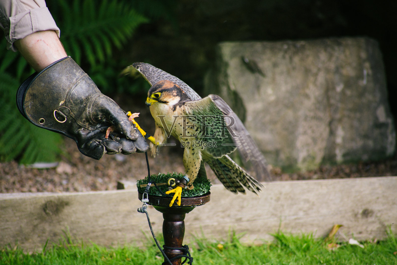 手握鸟的裁剪图像照片摄影图片