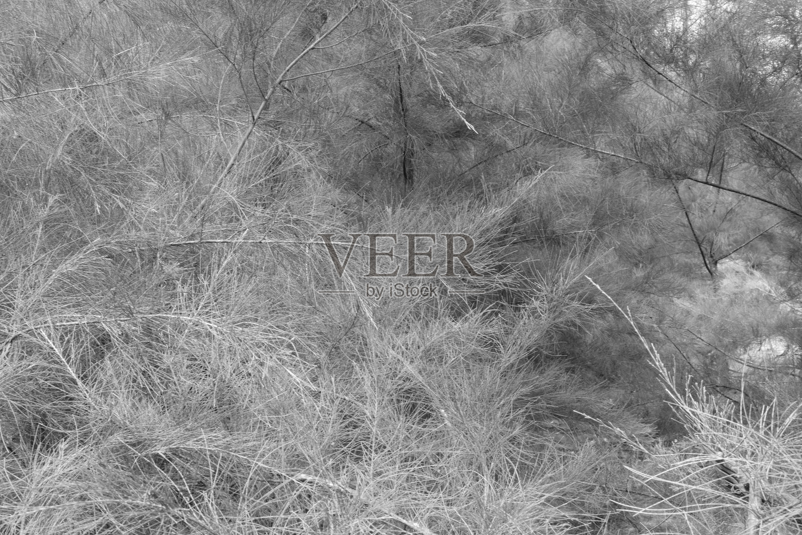 叶子的特写抽象图案照片摄影图片