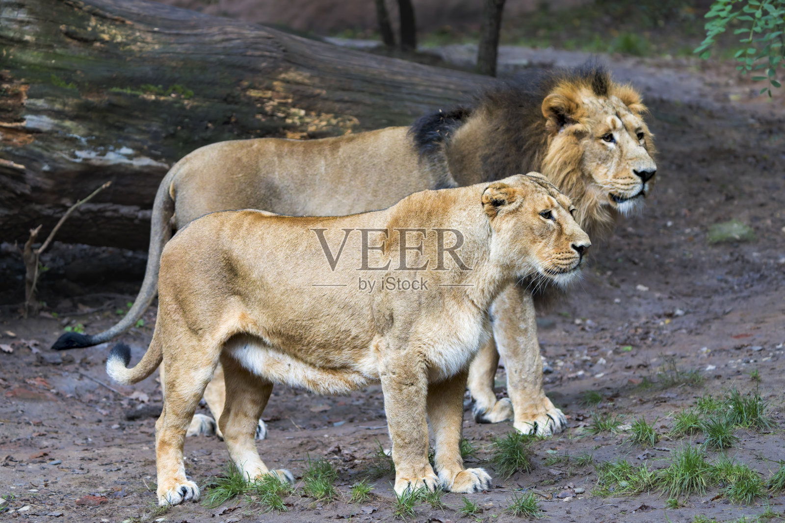 雄伟的伙伴：一对亚洲狮并肩而立照片摄影图片