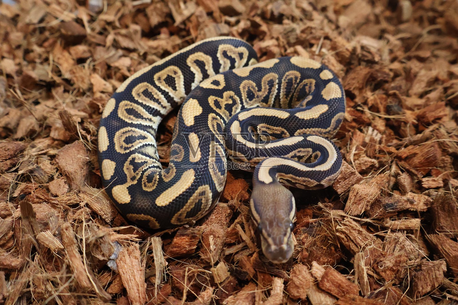 球蟒幼崽照片摄影图片