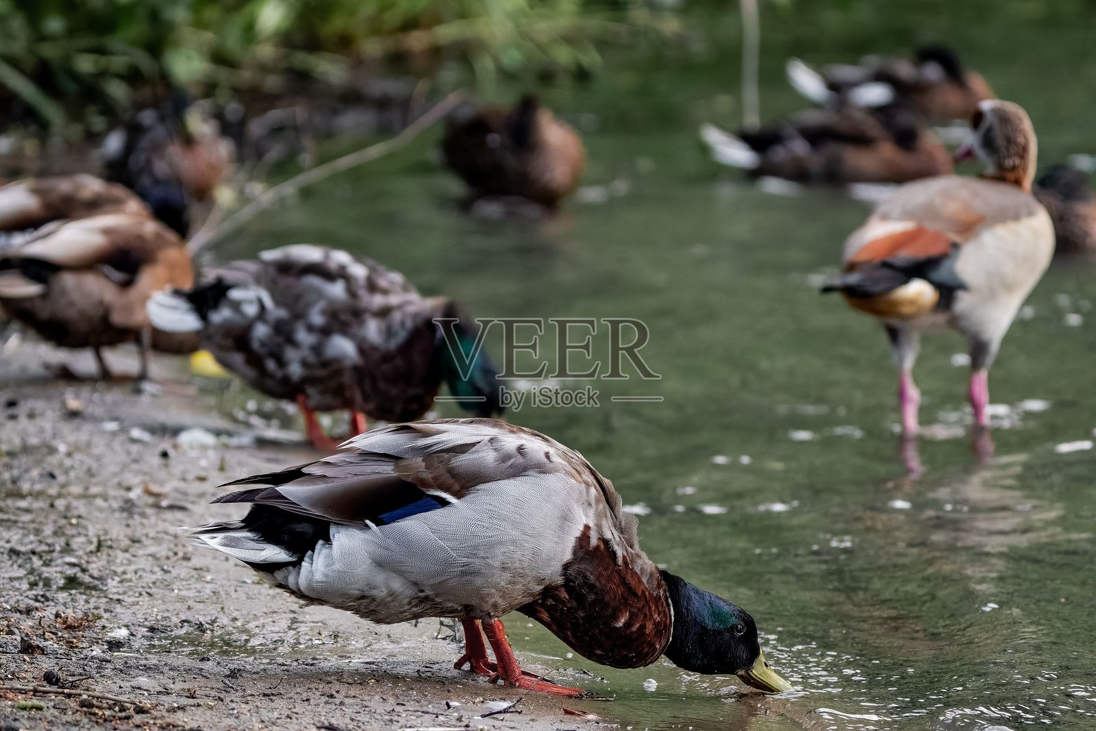 湖边宁静的鸭子照片摄影图片