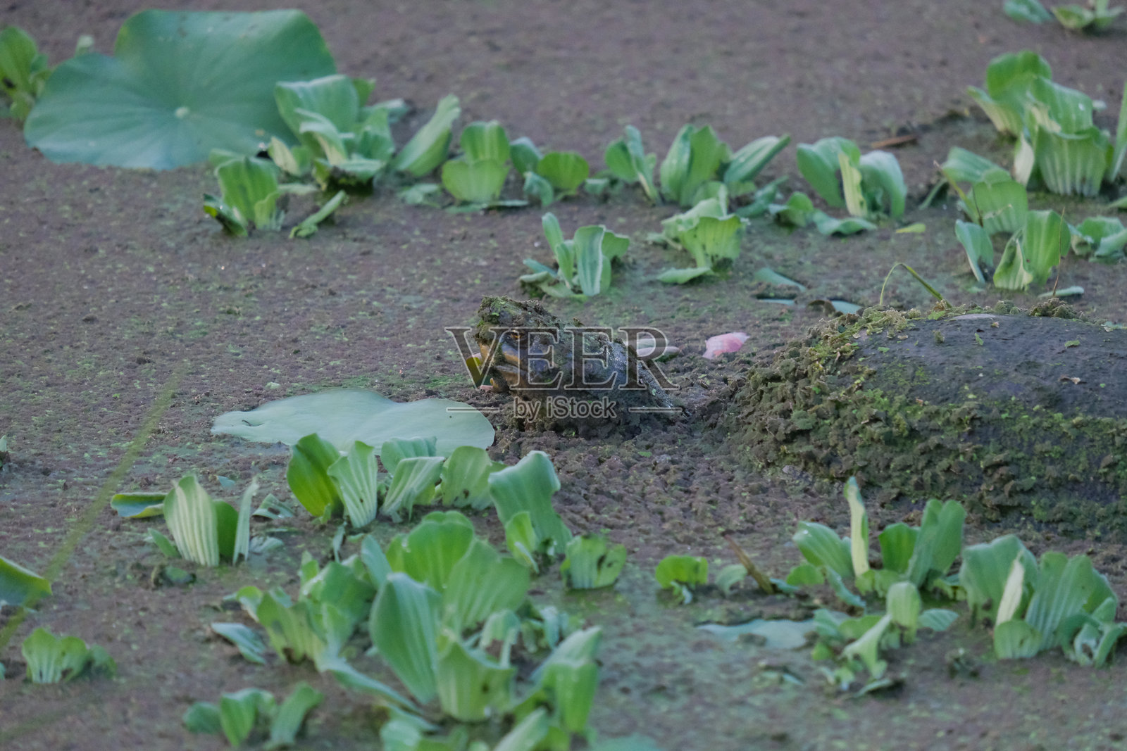 一个覆盖着浮萍的沼泽，水面上漂浮着乌龟。照片摄影图片