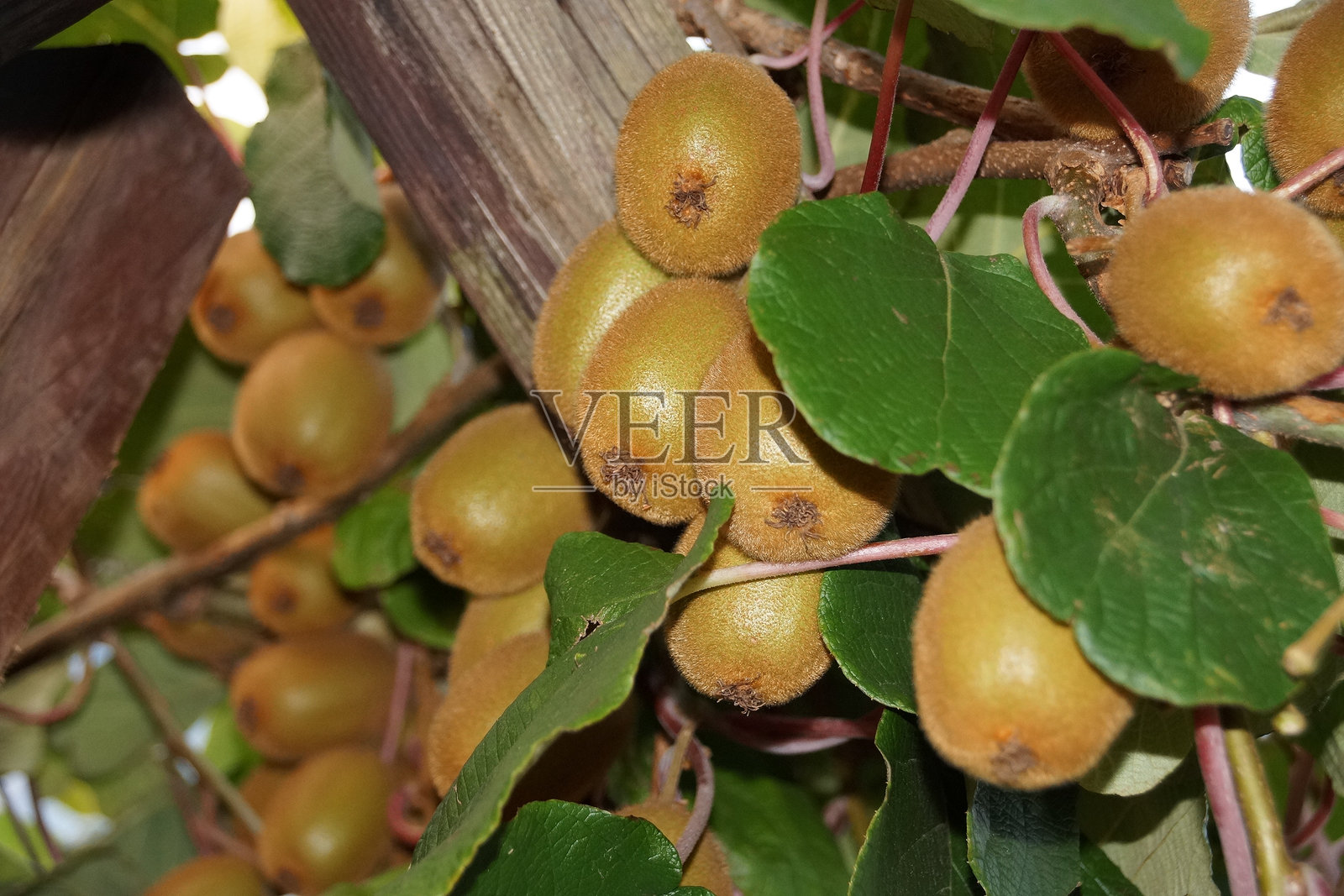 户外生长的猕猴桃特写照片摄影图片