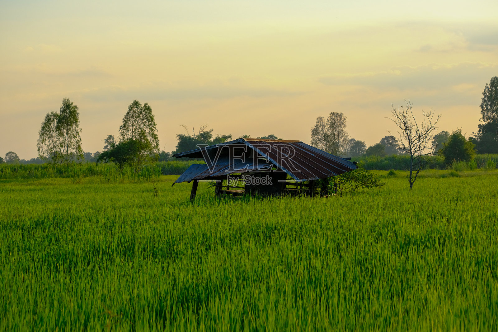 黄昏时分的绿色稻田风景。照片摄影图片