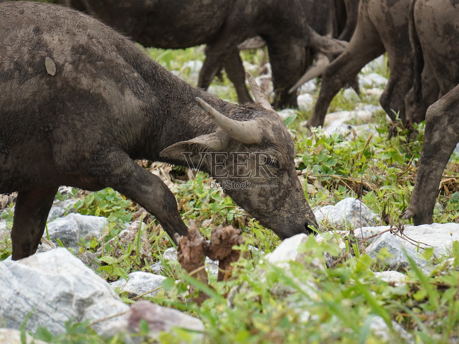 水牛在茂密的绿草中觅食照片摄影图片