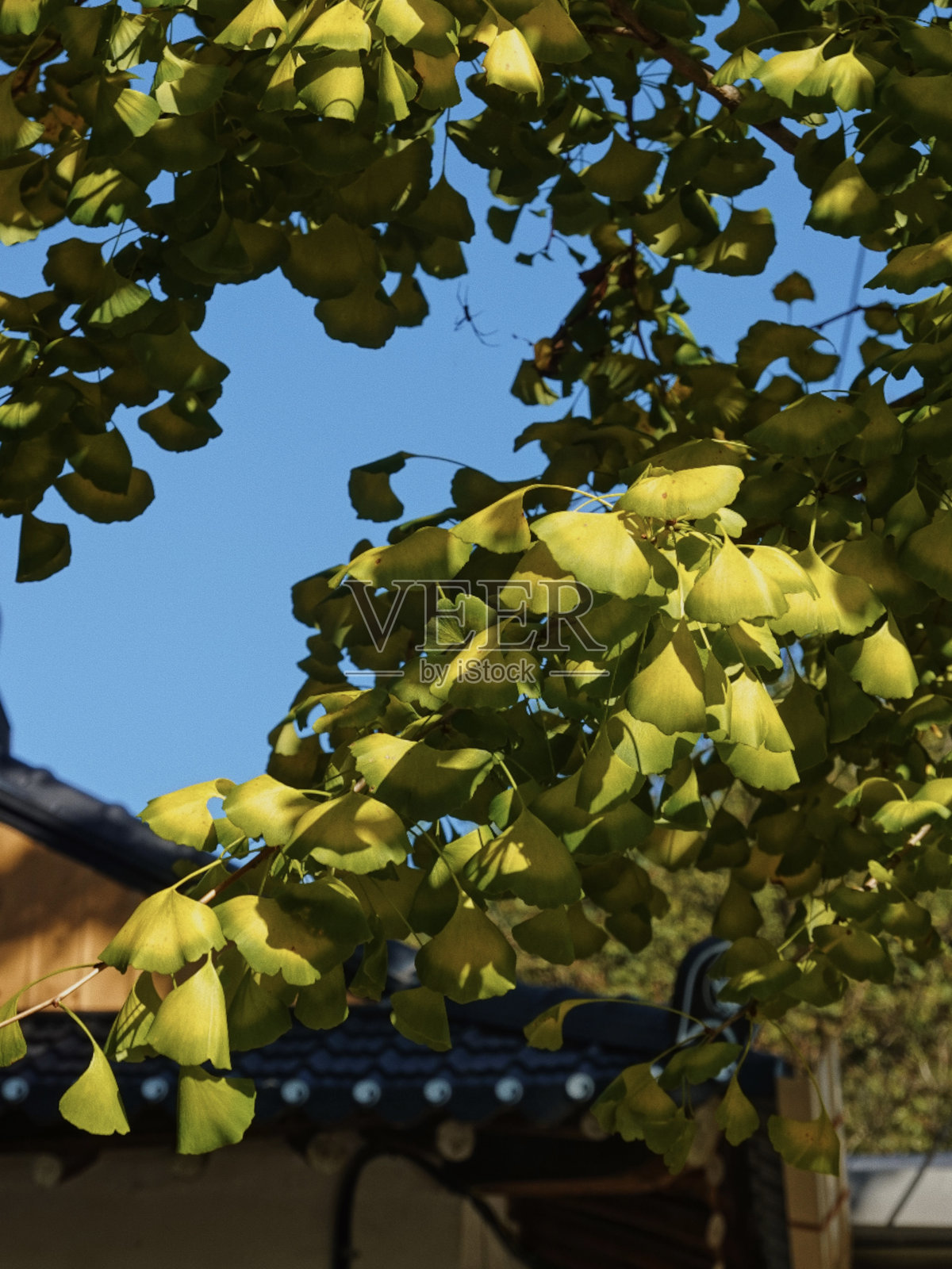 韩国乡村生活照片摄影图片