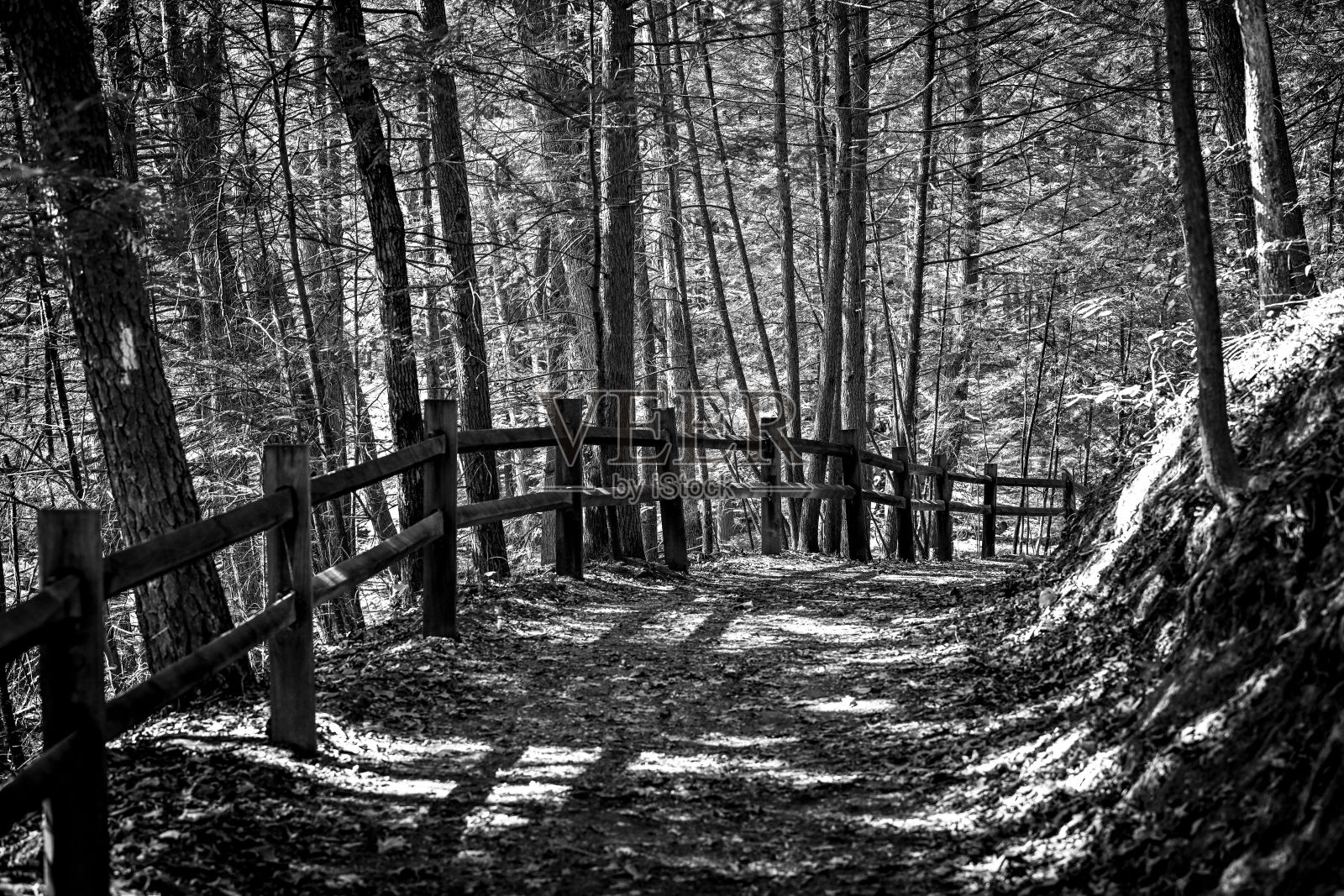 黑白色调的宁静森林小径，旁边有木栅栏。照片摄影图片
