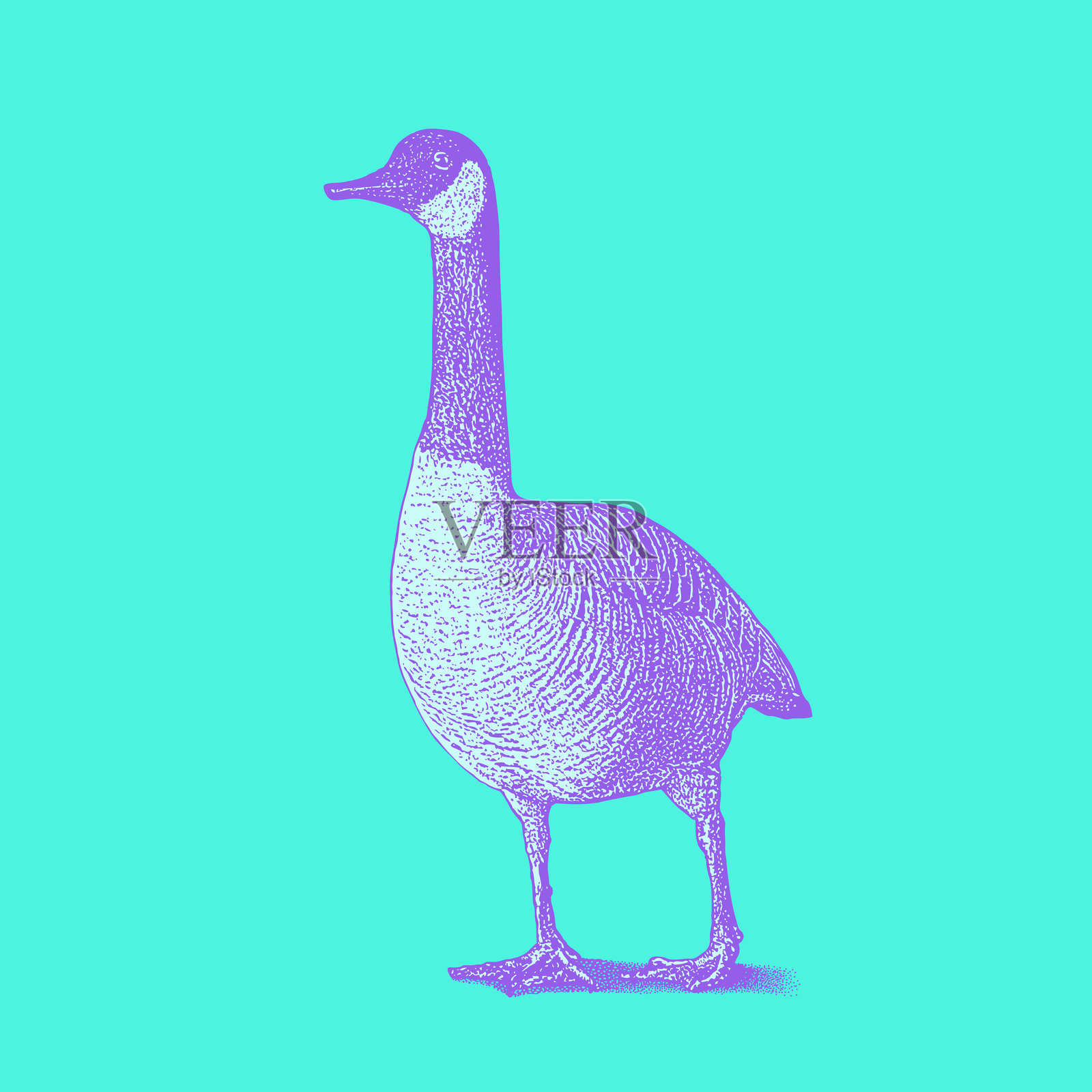 加拿大鹅在行走。剪切图像。插画图片素材