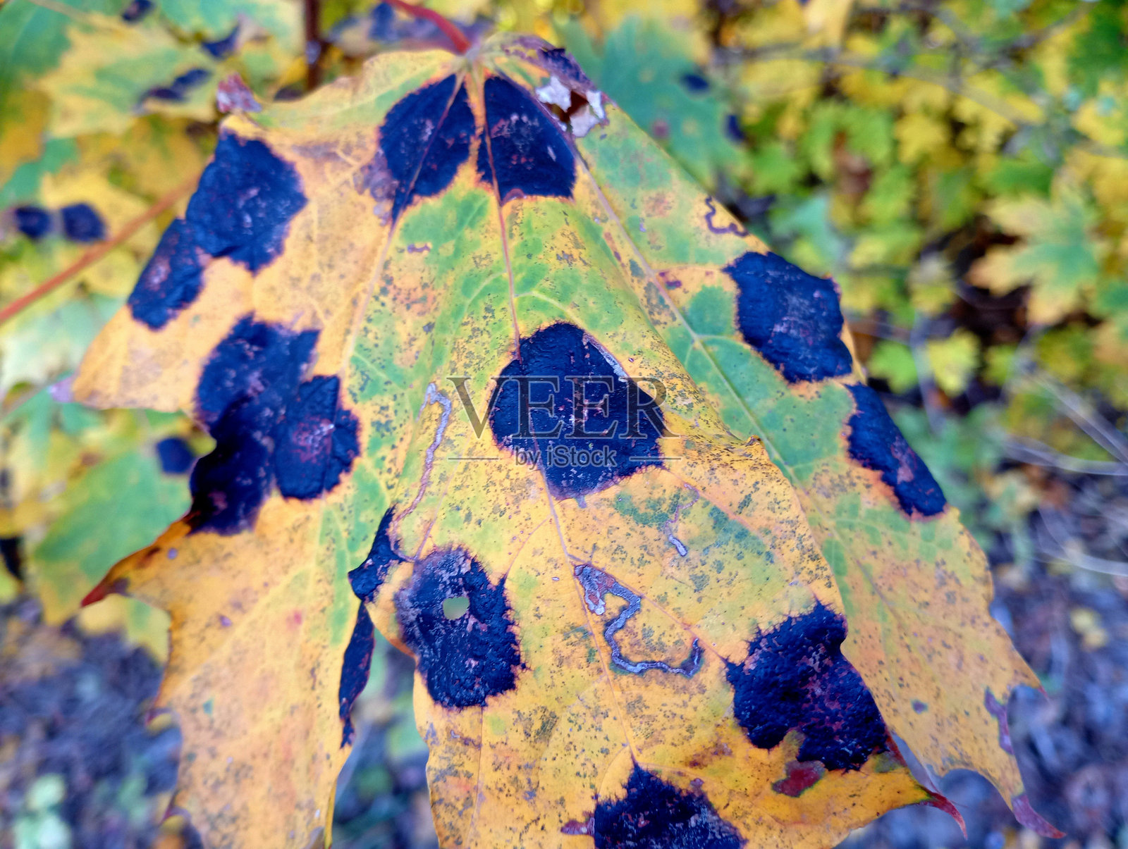 生病的枫叶。树上发黄的叶子上有大黑色圆点。照片摄影图片