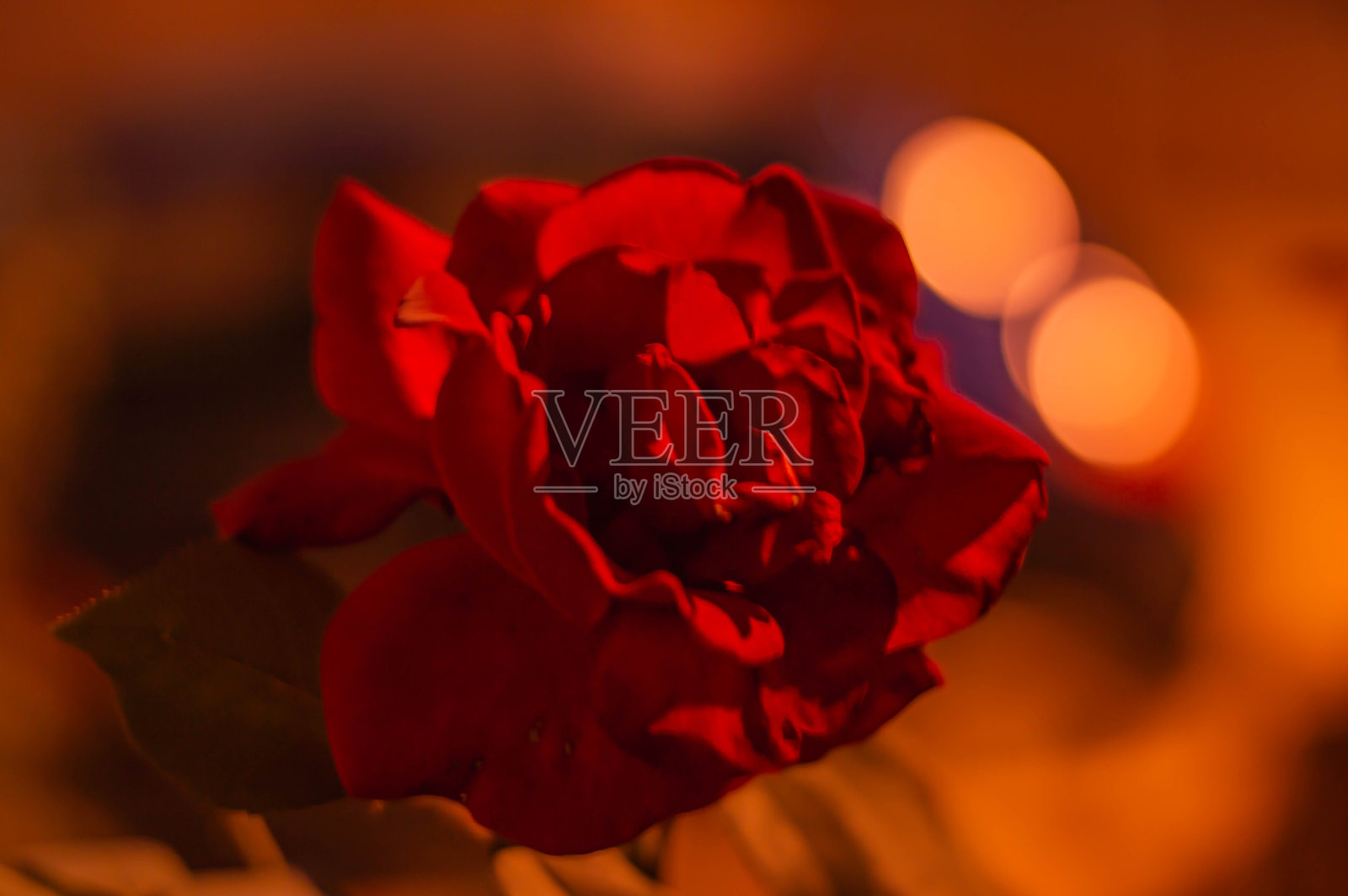 特写照片中的美丽红玫瑰照片摄影图片