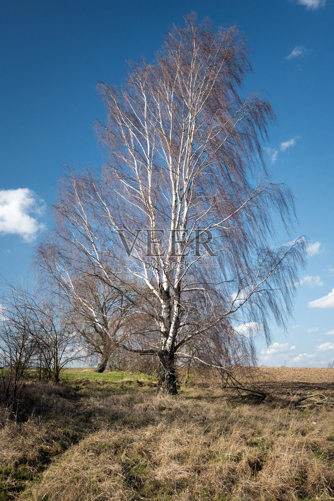 孤独的大白桦树。照片摄影图片