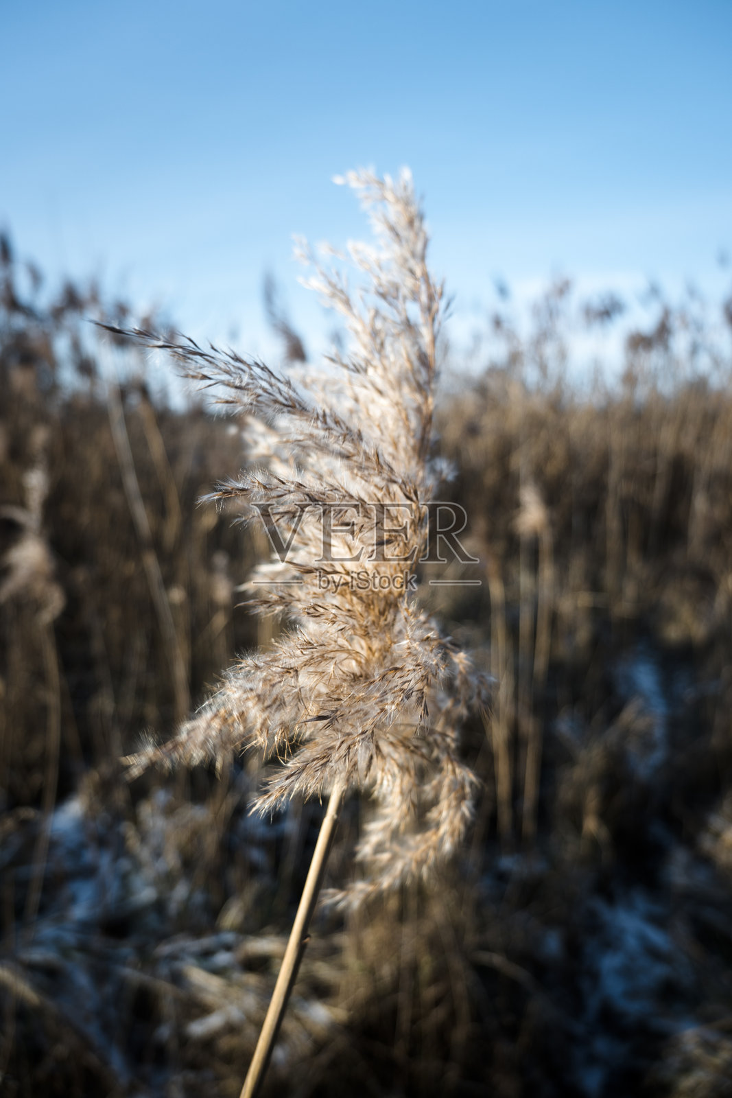 冬季湖边的芦苇荡和草地。照片摄影图片