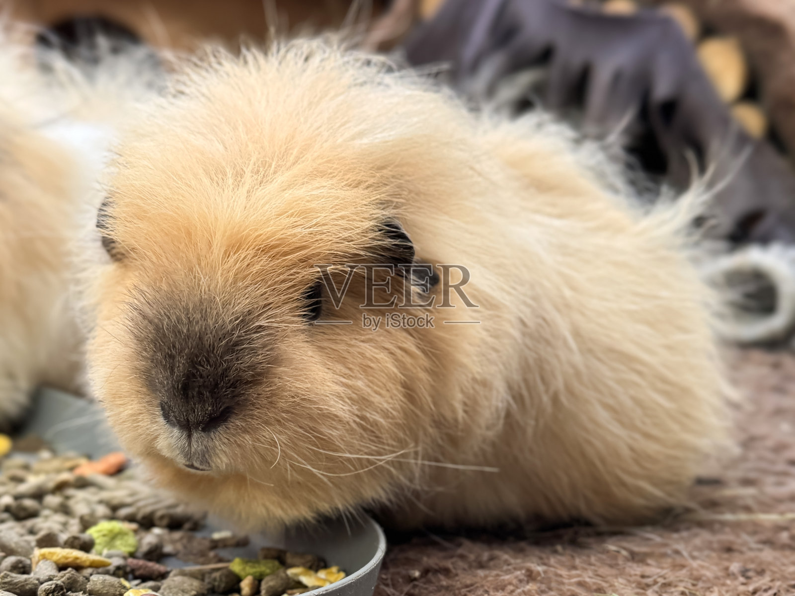 蜜色瑞士豚鼠在享用维生素C食物颗粒 / 可爱的小动物在啃食营养丰富的小吃，健康生活照片摄影图片