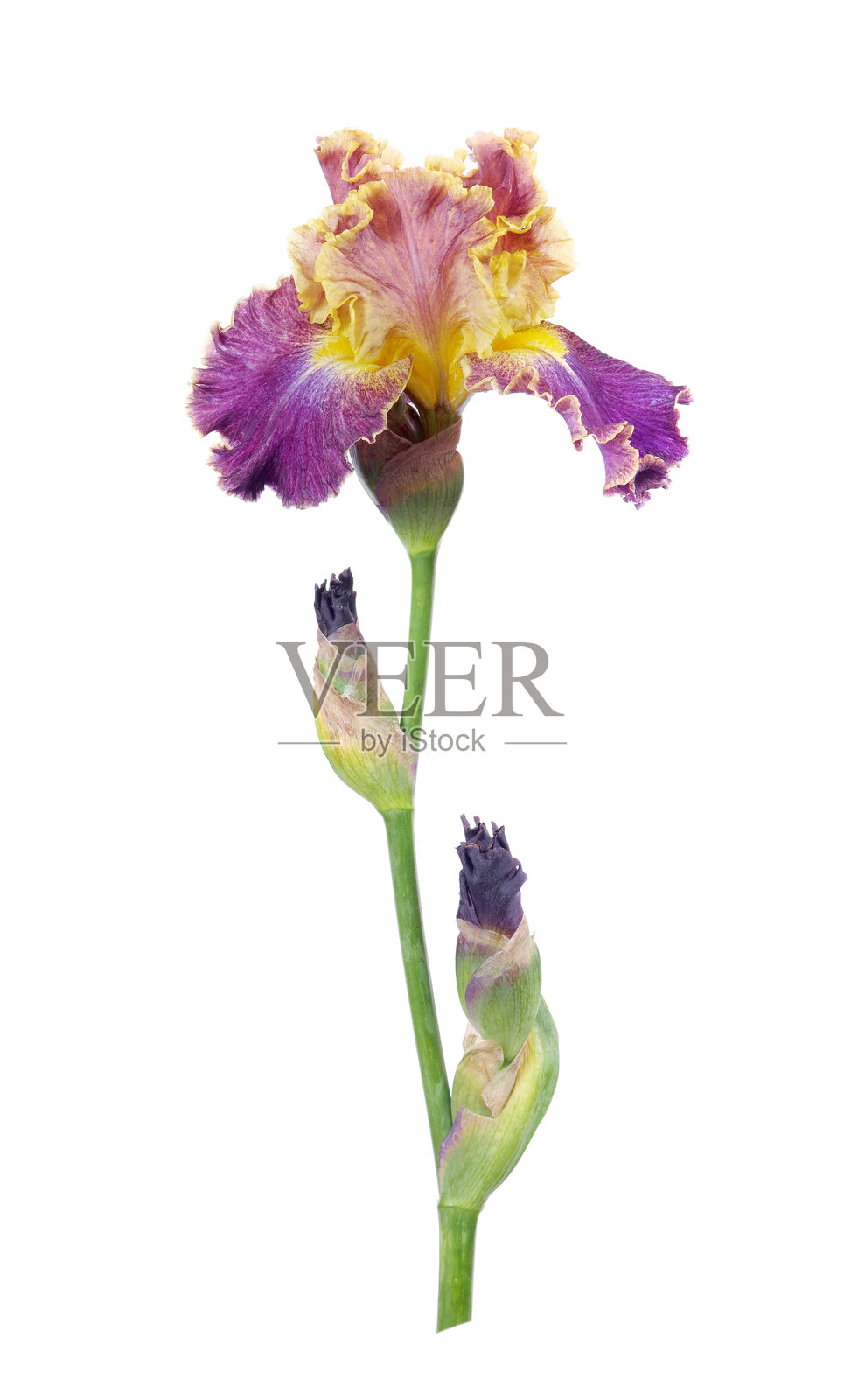 鲜艳多彩的鸢尾花孤立在白色背景上。照片摄影图片