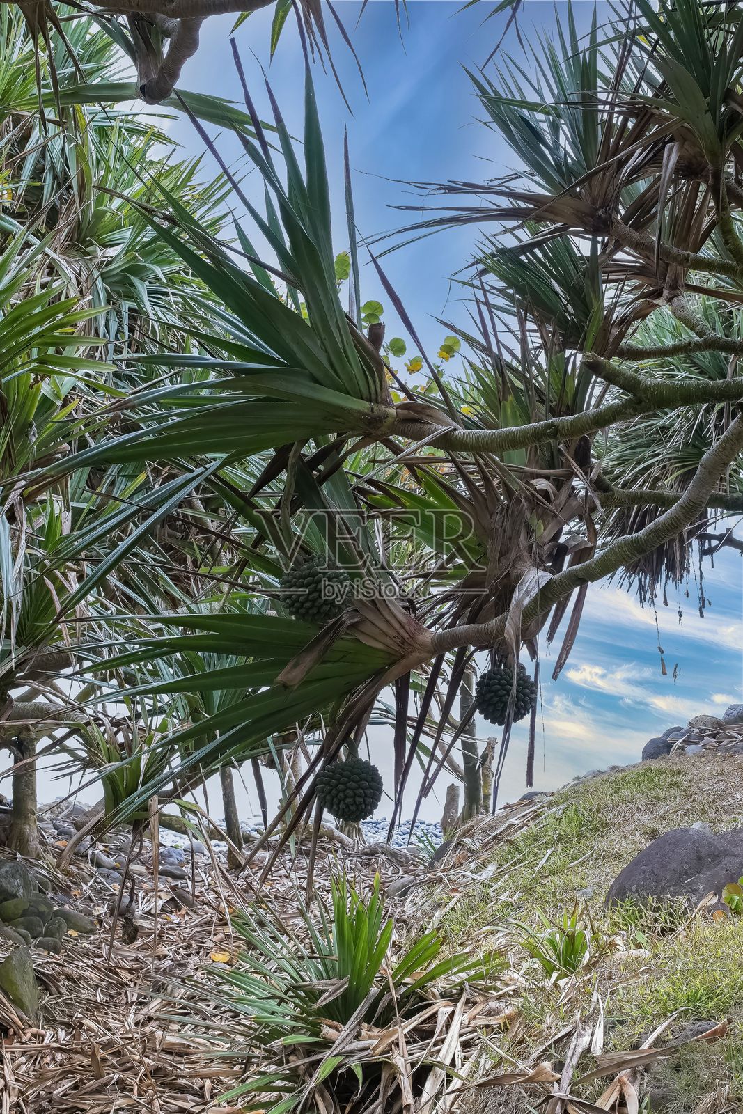 留尼汪，香蒲树，瓦科亚树照片摄影图片