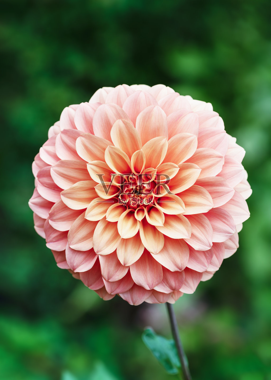 美丽的橙色和红色球状大丽花“Jowey Linda”，在阳光明媚的日子里，背景是柔和模糊的散景。照片摄影图片