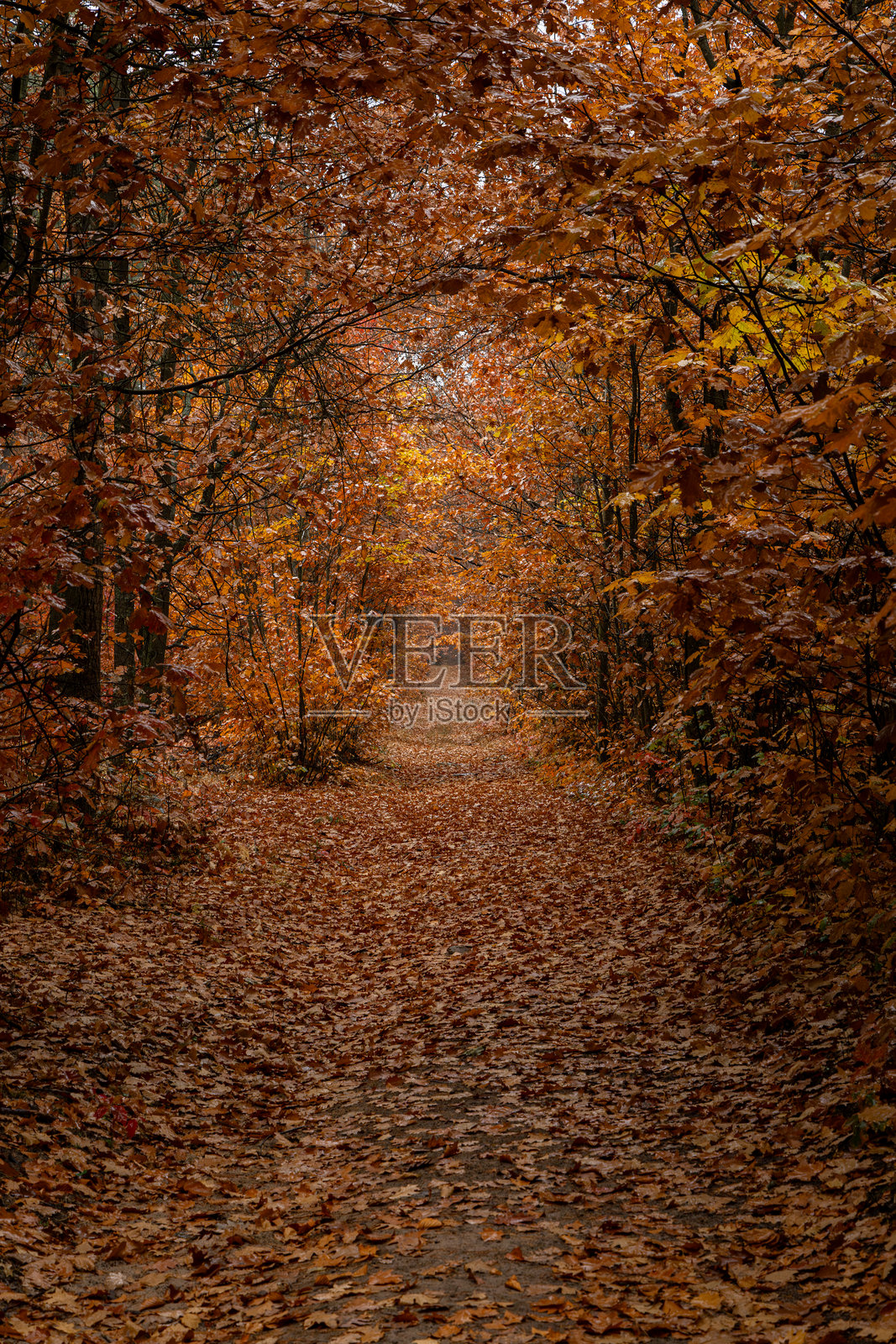 探索秋季的金色森林小径照片摄影图片