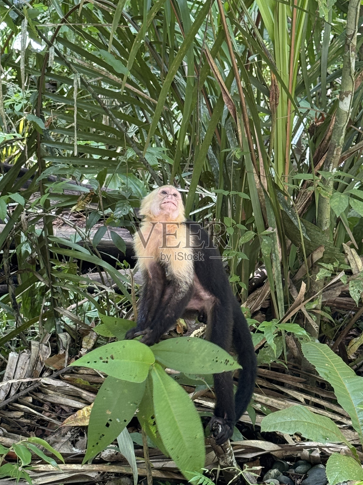 猴子照片摄影图片