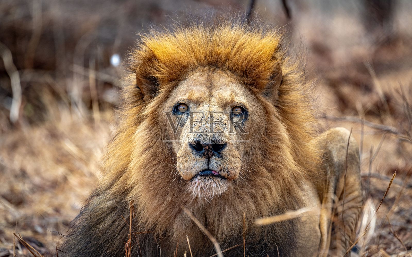 野外雄伟的狮子照片摄影图片
