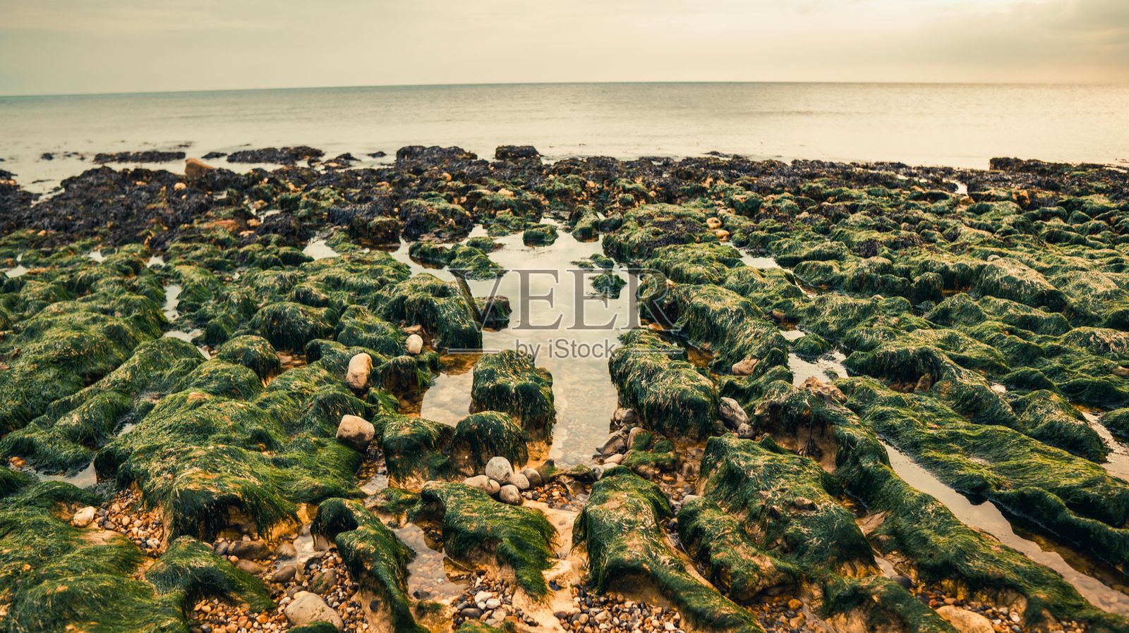 低潮时的岩石海岸，覆盖着绿色海藻。照片摄影图片