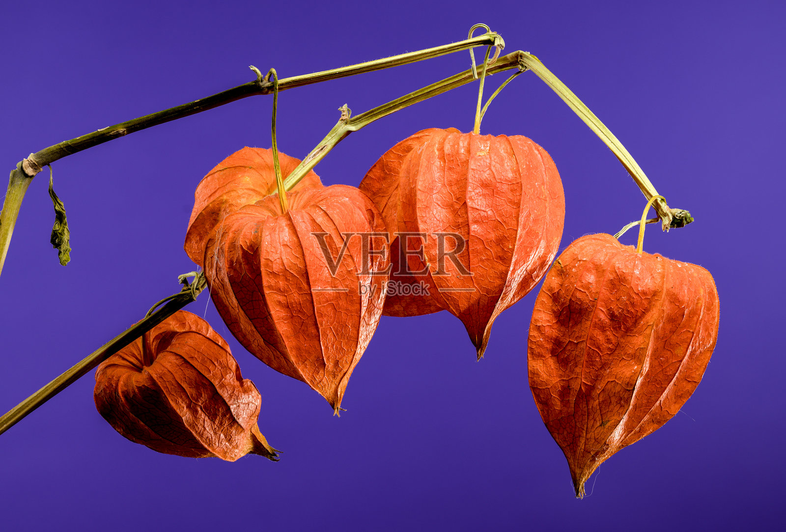 紫色背景上的灯笼果照片摄影图片