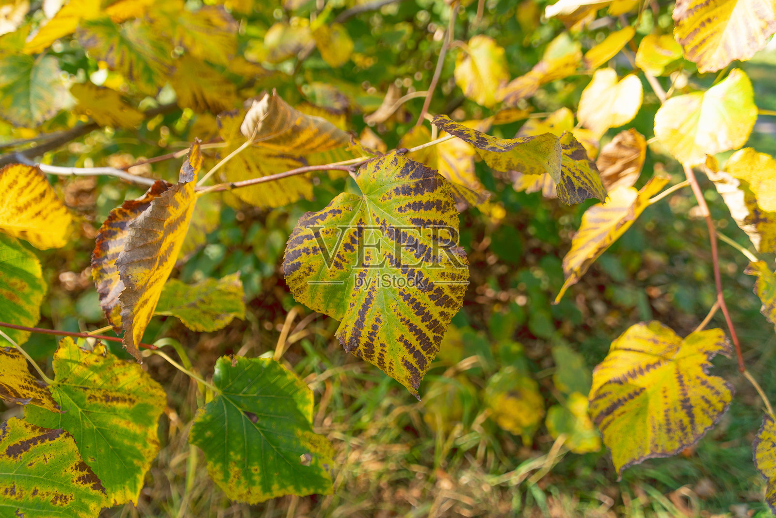 美丽的黄色秋季椴树叶，特写。照片摄影图片