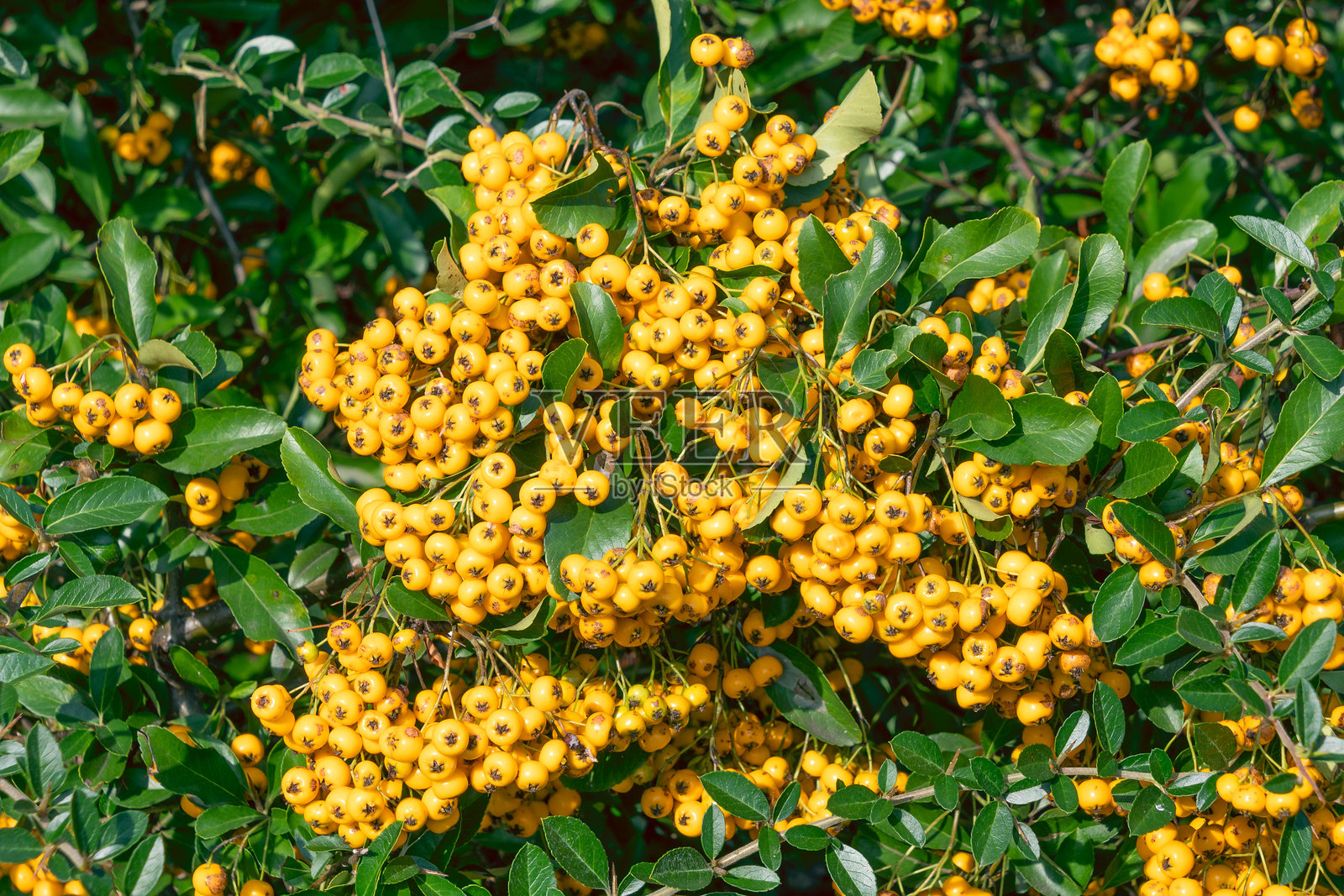 黄色的火棘果实特写。照片摄影图片