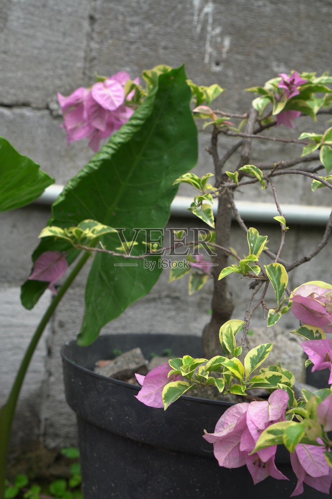 盆栽的九重葛，娇嫩的粉色花朵照片摄影图片