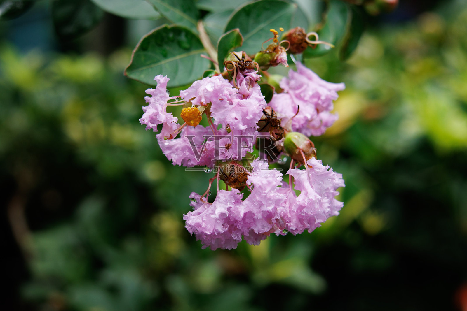 细腻的粉色紫薇花瓣在雨滴中闪耀照片摄影图片