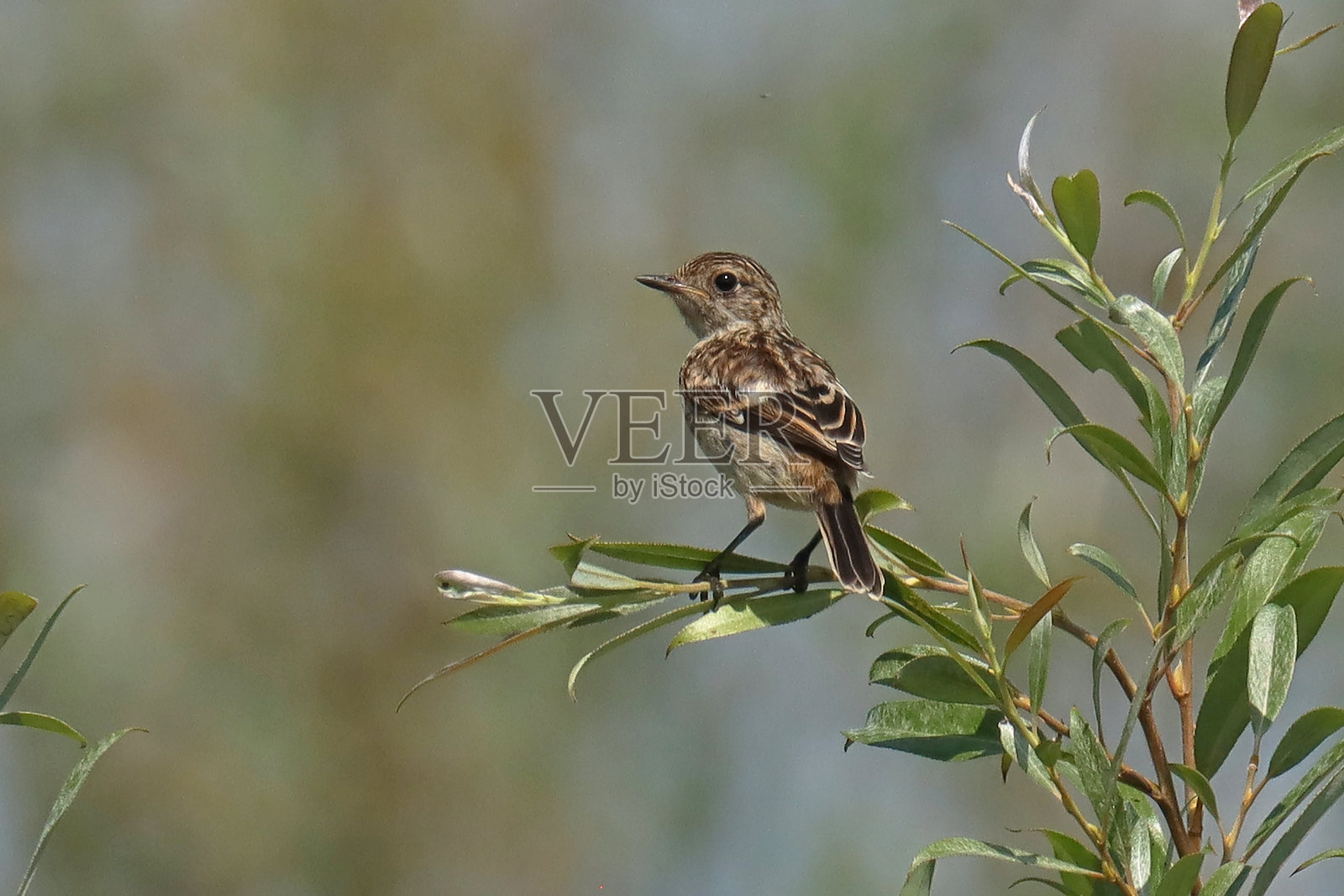 欧洲石叨 - 牧羊石叨 (Saxicola rubicola)。照片摄影图片