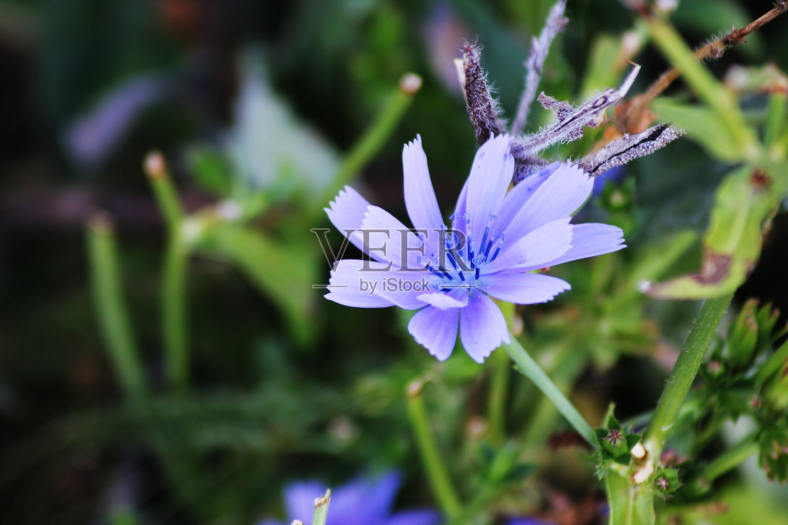 紫蓝色的菊苣花照片摄影图片