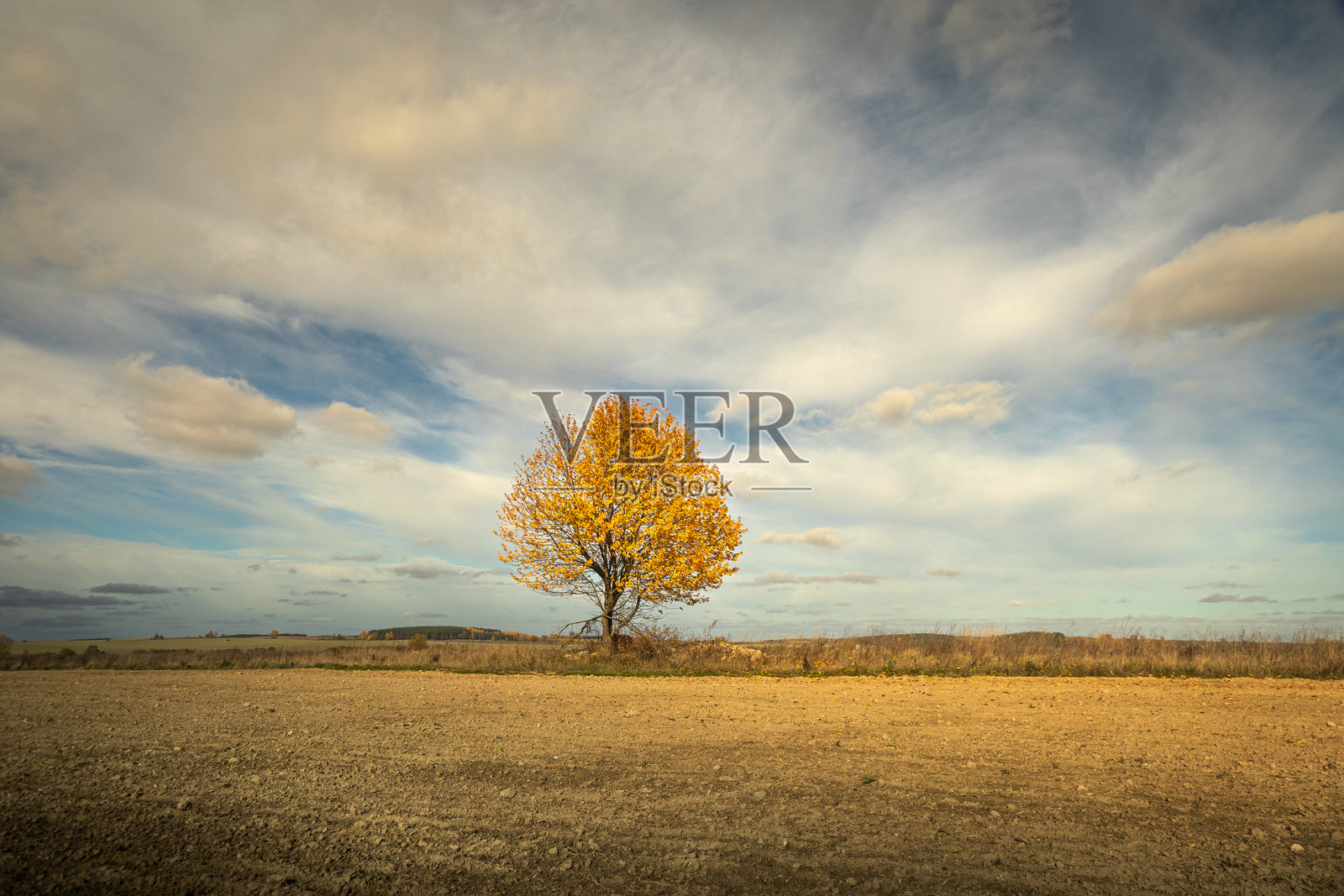 秋天十月的风景，孤独的树木上挂满黄色的叶子，令人惊叹的蓝天和白云，波兰，欧洲照片摄影图片