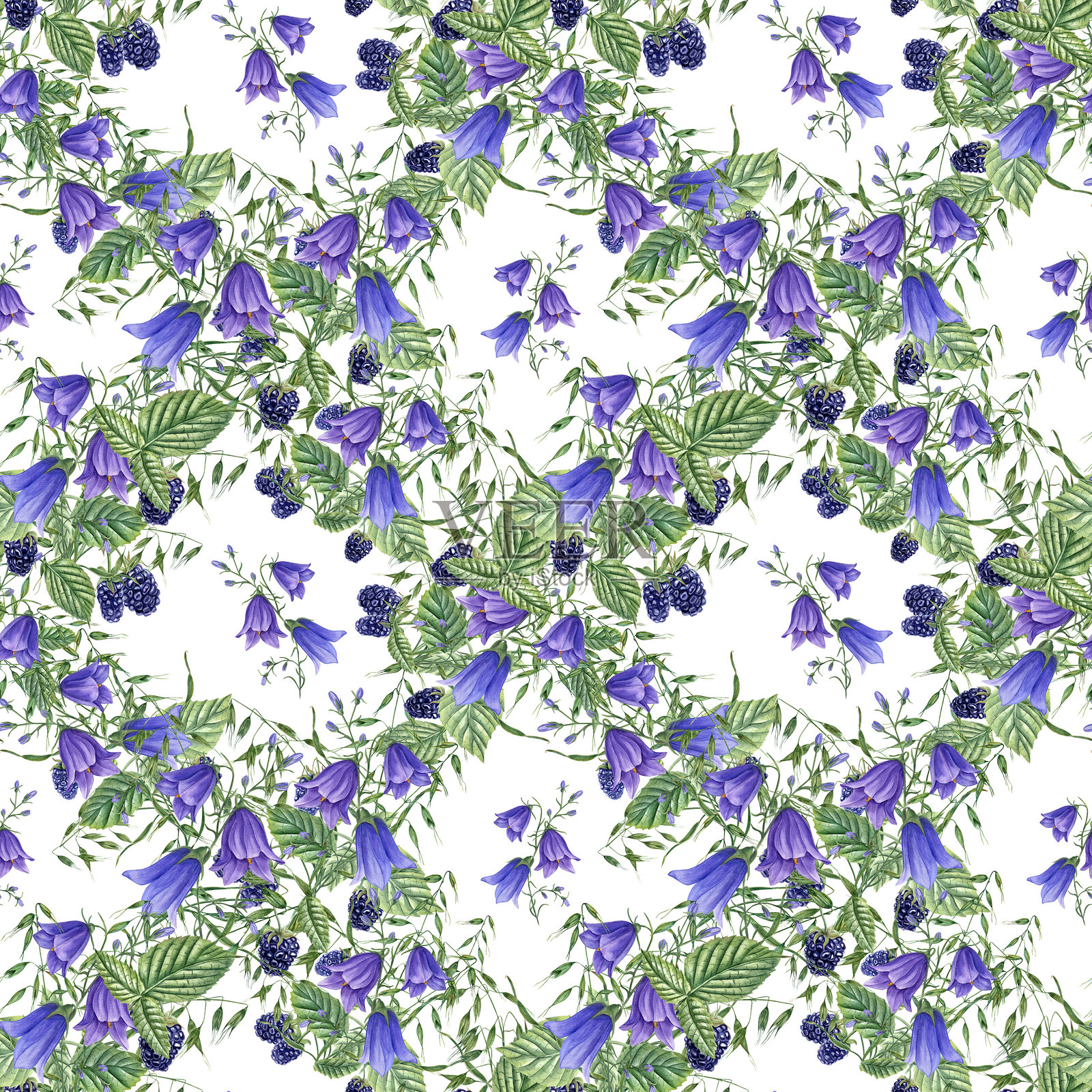夏季的黑莓、蓝色铃兰和野生草药水彩无缝图案，背景为白色。森林黑莓与草地花卉的插图，适用于包装、海报和厨房画布。照片摄影图片