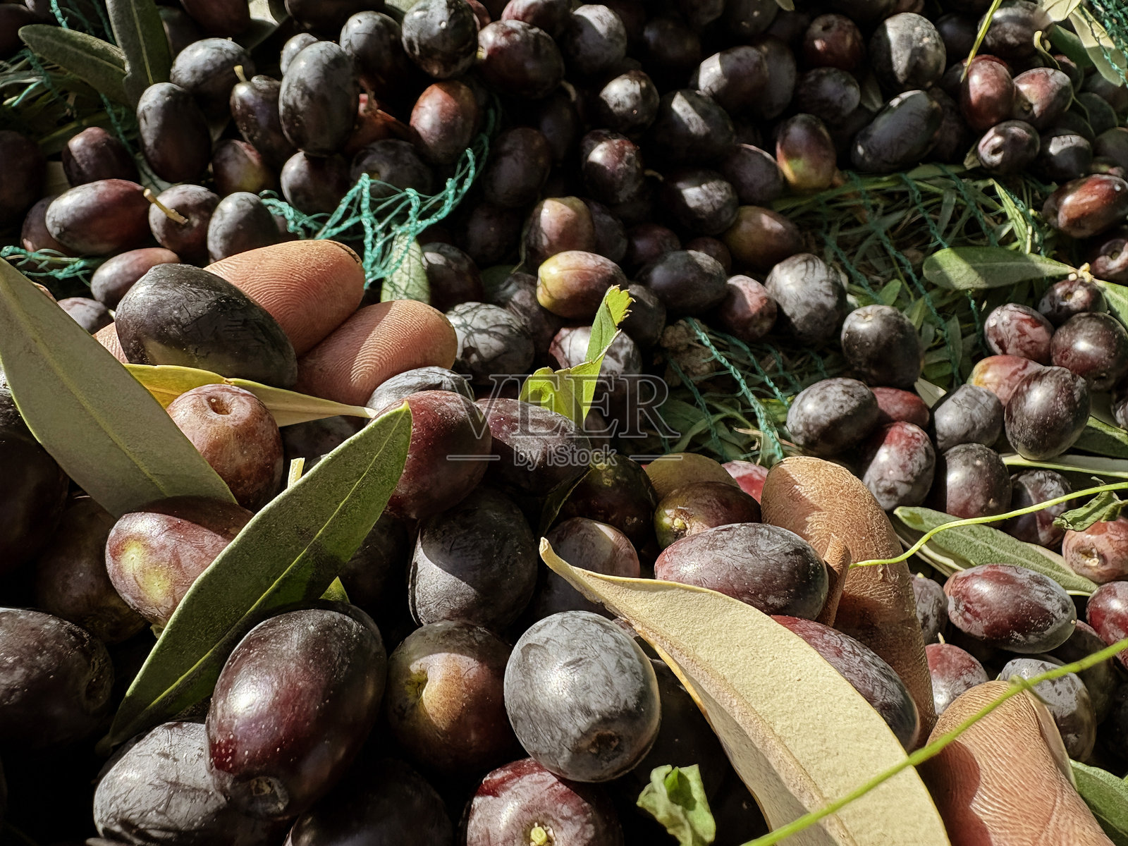 在橄榄收获期间工作的双手照片摄影图片